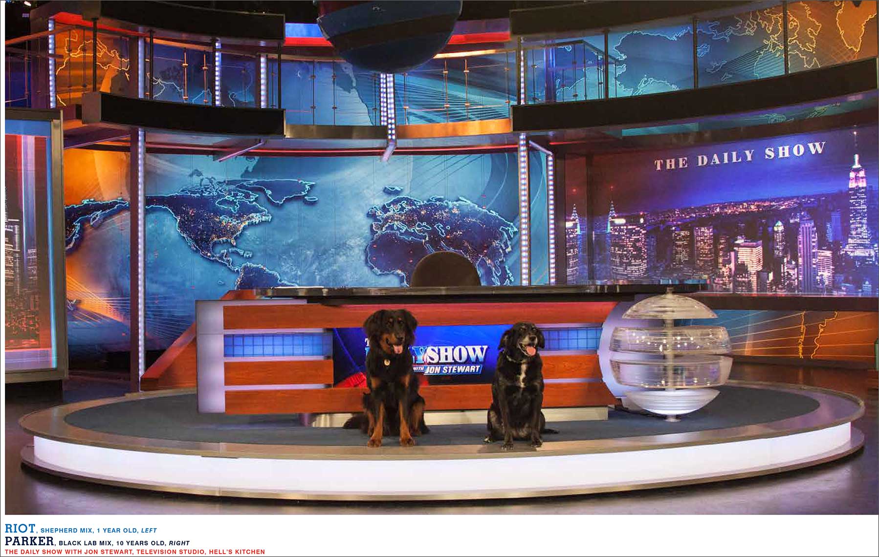 Dogs-for-website-05